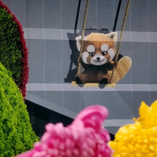 武汉动物园金秋菊展集锦