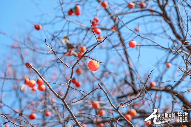 红透山间！长治老顶山“柿”意正浓