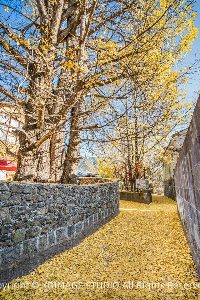 我愿称腾冲为秋季的天花板!银杏、温泉、古镇,来过的人都不想走