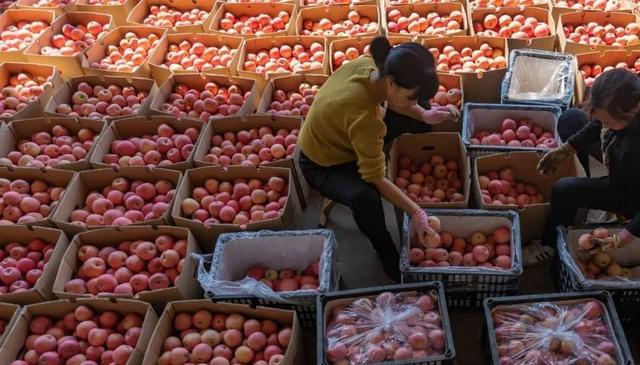 运城周末遛娃天花板！亲子采摘甜翻时光～