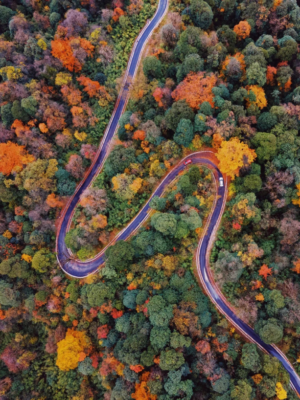 最佳观赏期！雅安的红叶彩林“封神”啦！