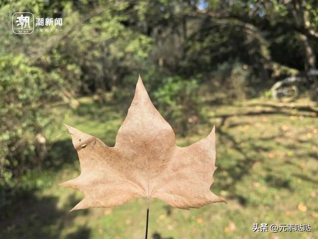 杭州植物园“捡秋”火了，不少人集体“蹲守”，来体验自然的快乐