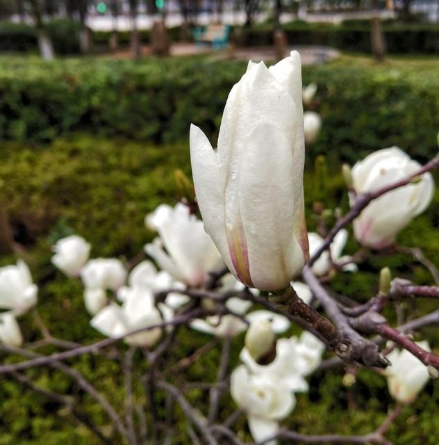 玉兰花的寓意，玉兰有几种颜色？玉兰的花朵最大嘛？