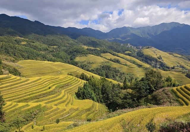 桂林秋韵：金色的龙脊梯田，地球上最美的曲线！