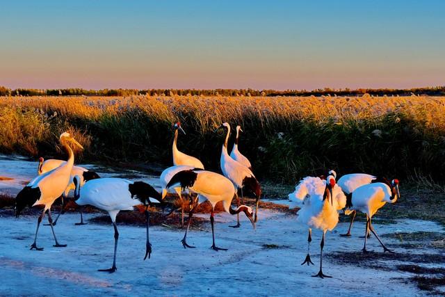 别老盯着南方枫叶乌桕，东北这地方也有你苦寻的秋色美！