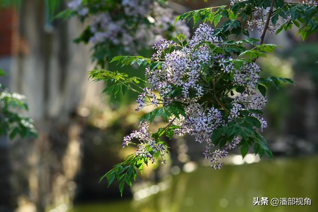 到无锡“楝城"去走走，看紫色，闻花香