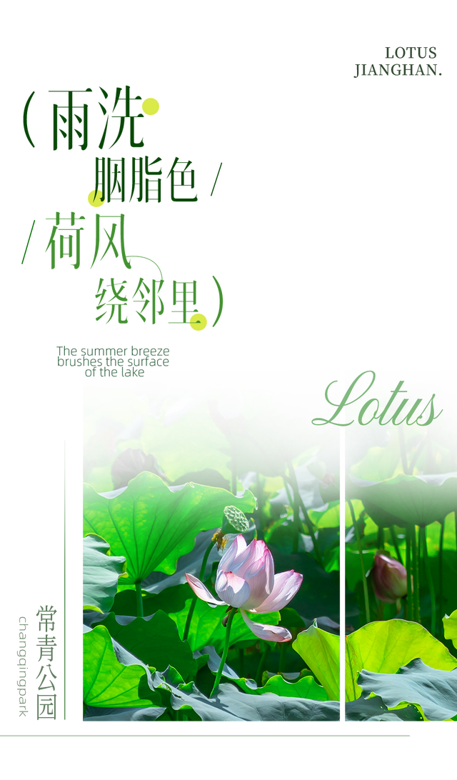 藕花深处棹歌远，江汉夏日荷风集