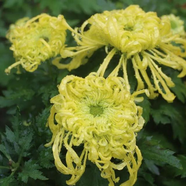 国庆旅游推荐 | 西安植物园邀您共赴秋季花宴