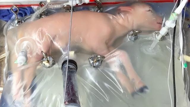 日本“妻子机器人”迅速售空，与人造子宫结合或淘汰女性？太离谱
