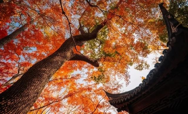 十二月暖阳拥抱着城市，古典园林披上迷人华服 我内心瞬间归于宁静