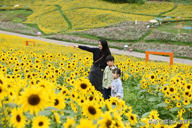 六盘水明湖百余亩花田盛开引游客赏花入画来