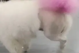 狗狗髌骨脱位，没有手术被我治好了！图片