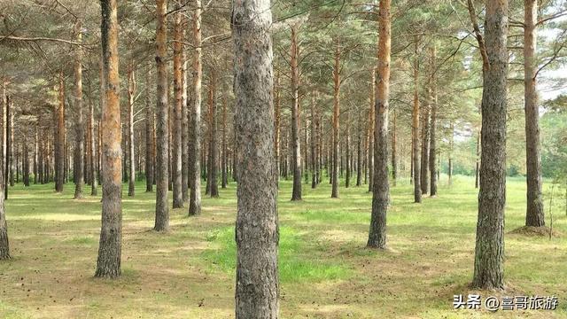 探秘嫩江高峰森林公园：北国森林的生态与人文交响