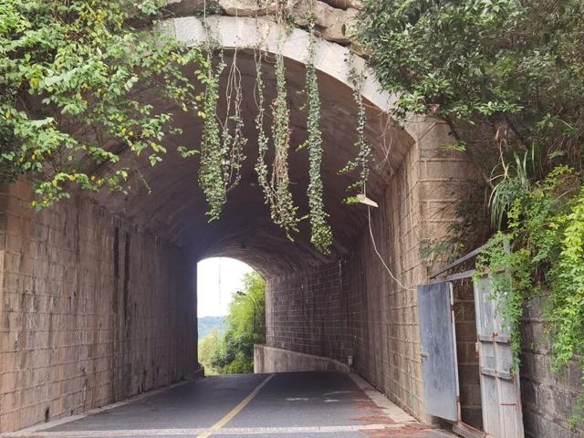 临安最香的桂花，在大梁山上