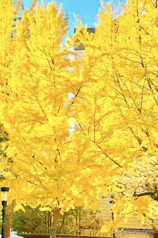 北京的银杏真的杀疯了！超美银杏瀑布，惊呆了整个秋天！