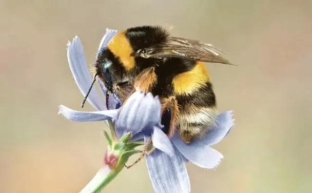 国内常见的11种蜜蜂介绍