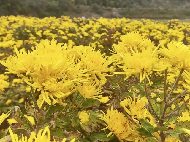 初冬赴高桥：山水藏诗 古迹含情