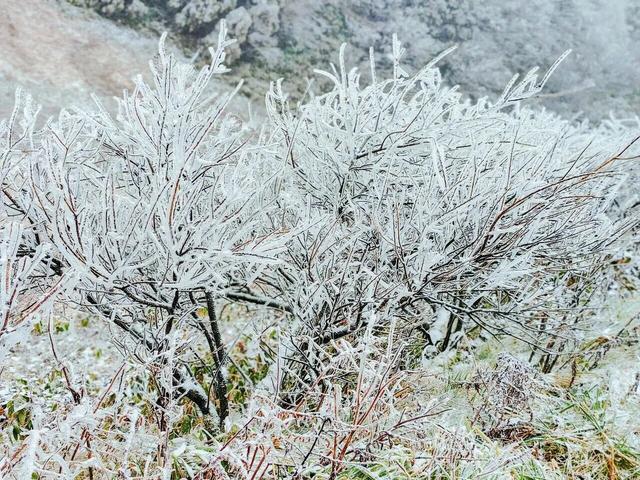 金佛山下雪❄️啦！秒变冰雪仙境