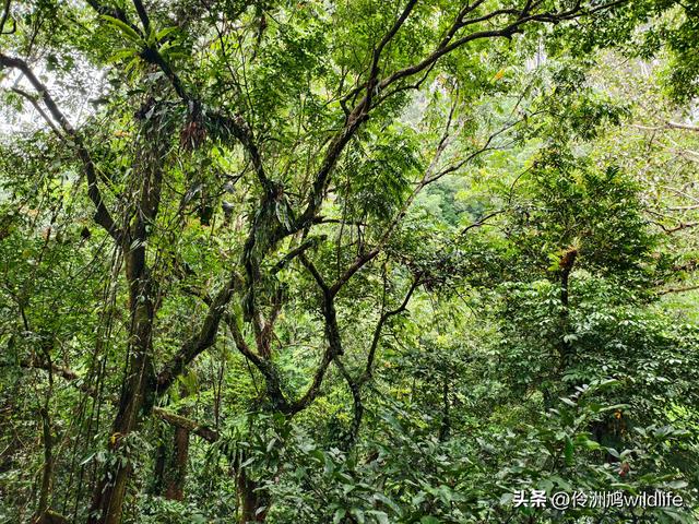 马来西亚(31)砂拉越州⑤姆鲁山canopy树冠高空漫游