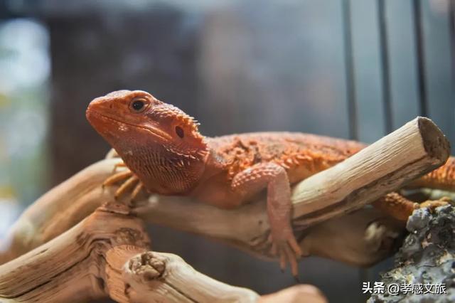 摸爬宠、探魔法，孝感这个一站式遛娃新地标诞生！