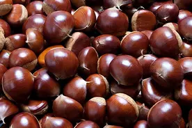 三个板栗一副药，健脾胃还补肾图片