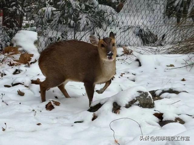 一场大雪，南京暴增20多个“5A景区” ！