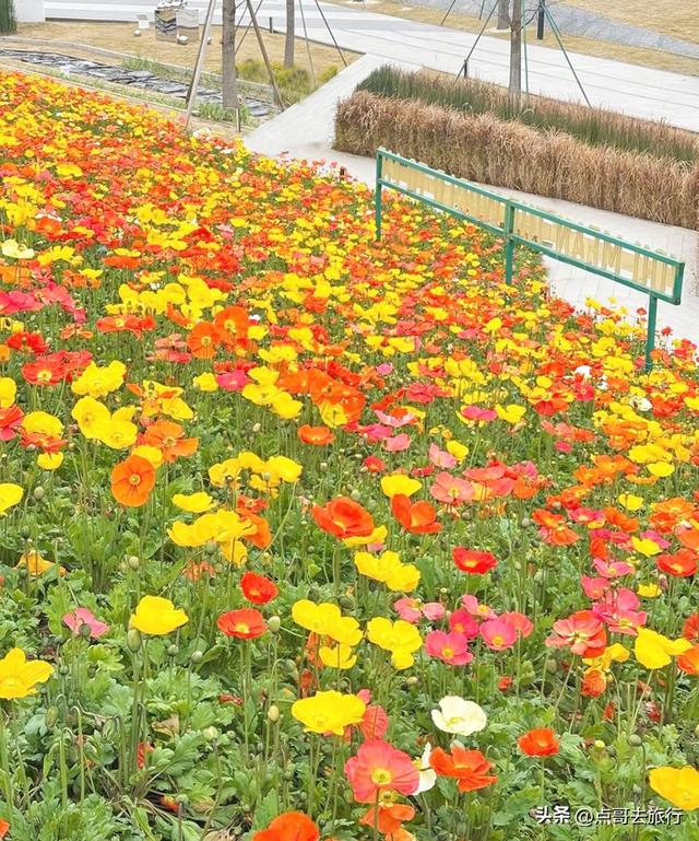 成都最美的虞美人花开了，美丽又壮观，给人震撼的视觉冲击力！