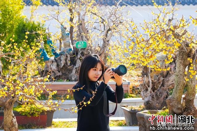 湖北保康：游人赏蜡梅 为有暗香来