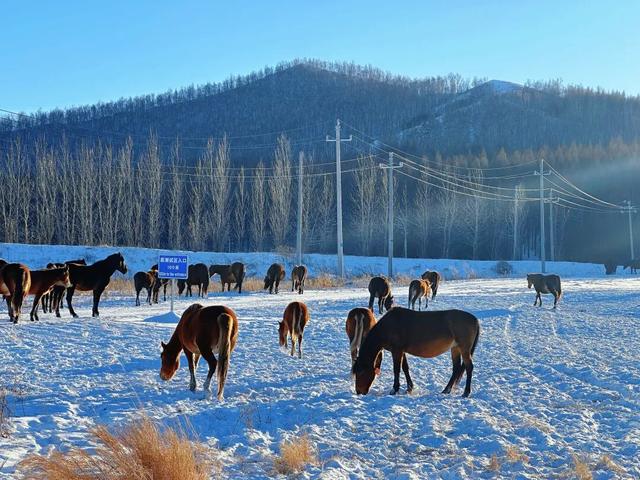 冰雪为媒 温情相连 牙克石向您发出冬日邀约！
