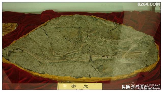 山东行游影记（36）—平邑天宇自然博物馆（十一）