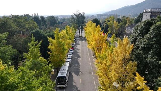 速来→崇州正上演初冬金色浪漫大片！