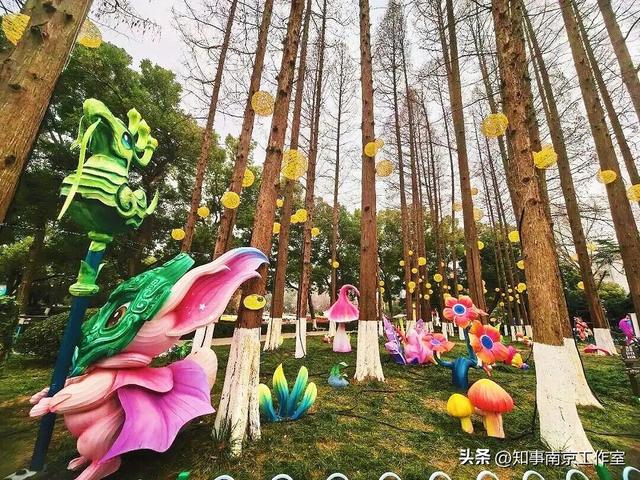 当整个南京都在追光，我在白鹭洲等一场灯与影的相逢