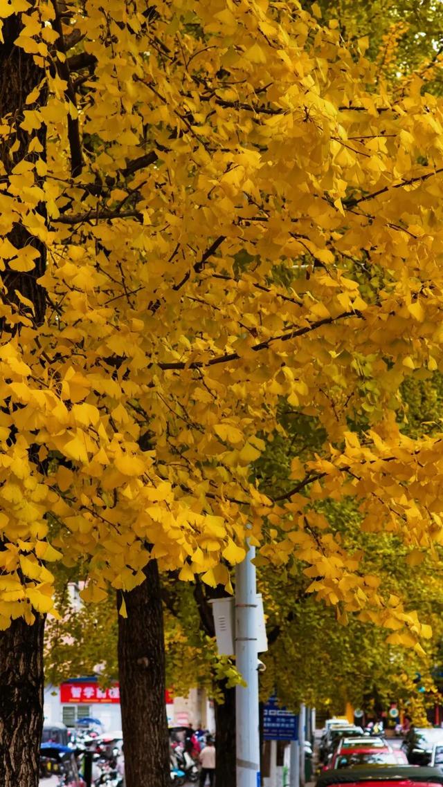 速来！桐梓这里含“金”量超高~