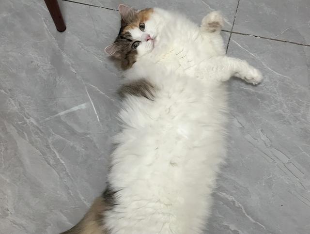 猫咪不能碰的“7种食物”，一小时内致命！主人吃它也要小心！