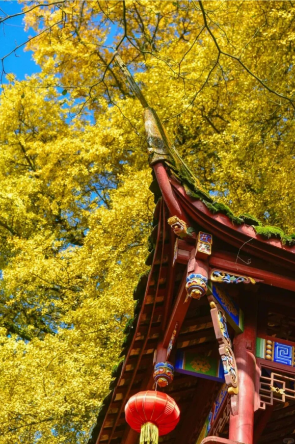 最佳观赏期！雅安的红叶彩林“封神”啦！