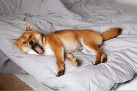 女子和狗狗同吃同睡，6个月后肚子胀痛去医院检查，结果有点意外图片