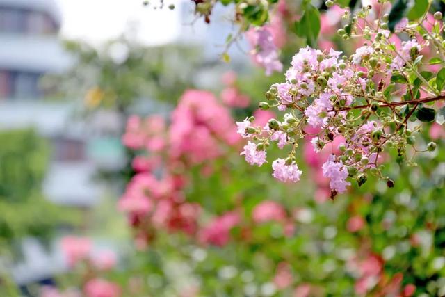 轨道直达！重庆“紫薇花瀑布”太浪漫了