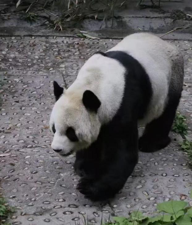 和大熊猫贴贴这一块，雅安还是太权威了！
