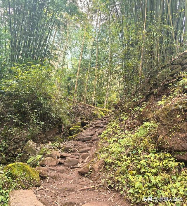 成都大邑爆火彩林，小牛背山、小喀纳斯这里都有，超级惊艳！