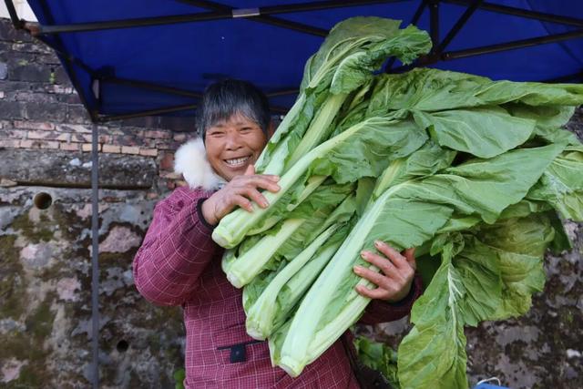 湖杉映味，乡韵传香！吕田小杉村首届美食节燃情启幕