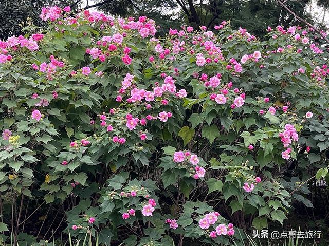 成都芙蓉花开爆了，成都人的私藏，不要门票，冷门却超级惊艳！
