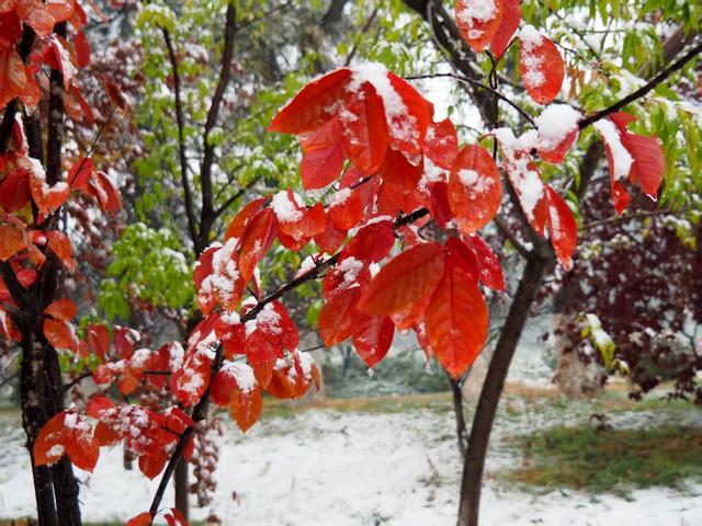 秋之彩色吉林｜未等枫叶落，白雪已登场！榆树上演“秋日童话”
