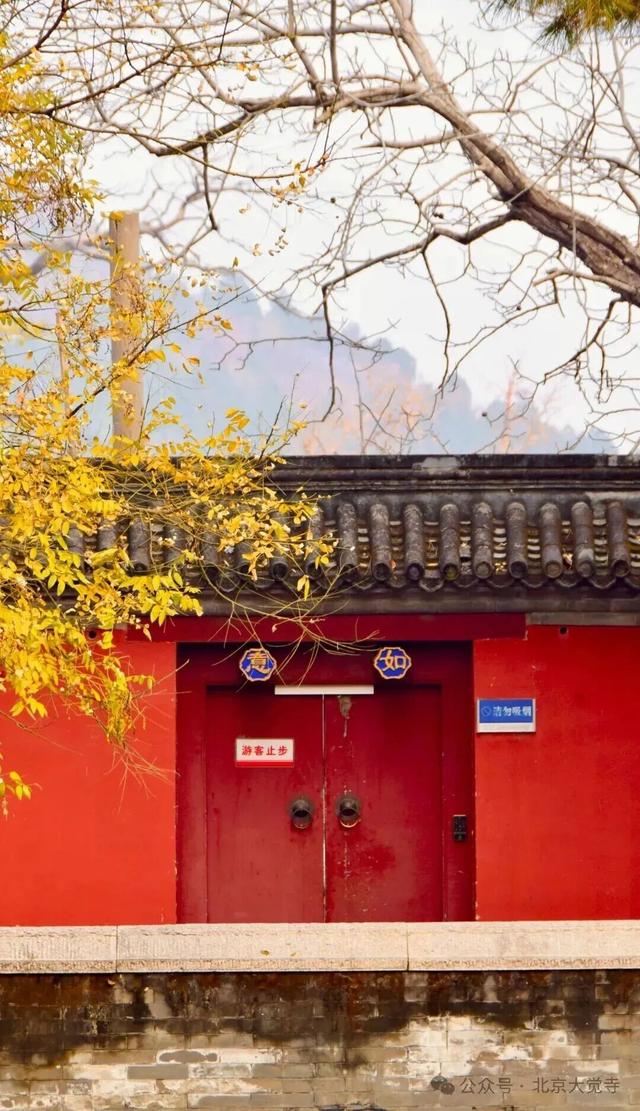 博物馆秋之旅｜本周安排！大觉寺银杏今日实况——