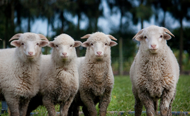 中世纪传统活到现在，为羊群让道，纽伦堡年度奇观引热议