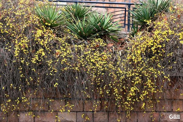 花开迎春，青岛的春天从这一抹金黄开始