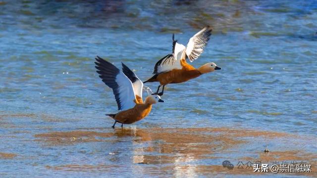 初冬汭河，摇曳一岸诗意时光