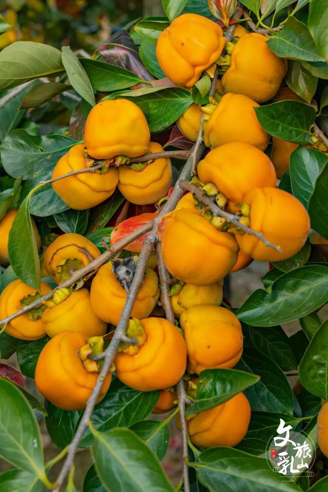 当秋风吻过乳山：一场关于色彩与治愈的漫步指南