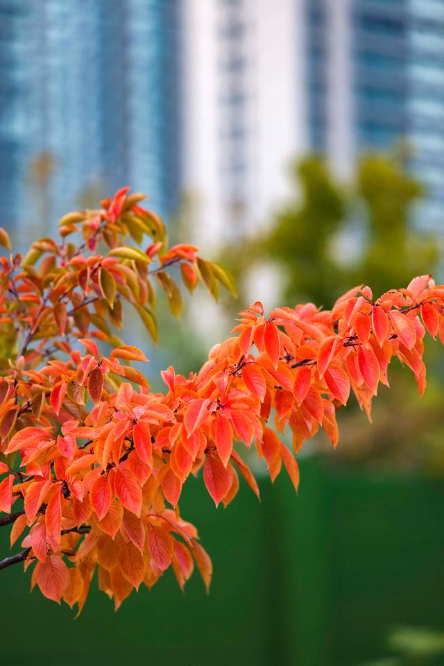来灵山卫街道赏秋，邂逅星光岛梦幻山海诗画，五彩斑斓美得惊艳