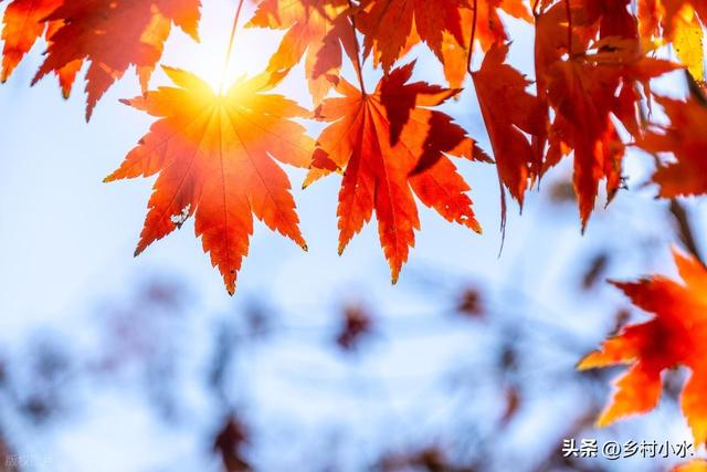 明日“秋分”，老人说最怕“秋分一日雨”，秋分下雨啥预兆？