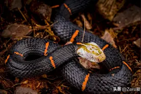 世界毒性最强的蛇类大盘点，杀伤力堪称恐怖。排名不分先后。图片